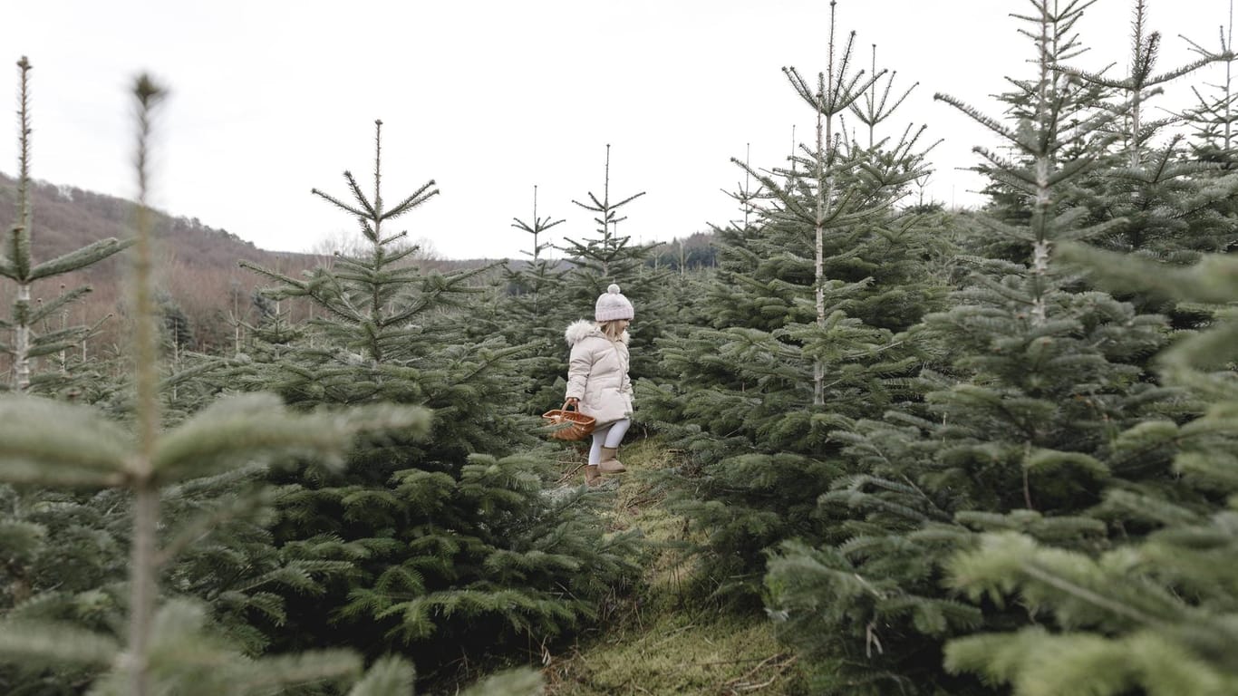Ein Kind auf der Suche nach der perfekten Tanne: Doch sind Weihnachtsbäume zu Zeiten der Klimakreise noch die richtige Wahl?