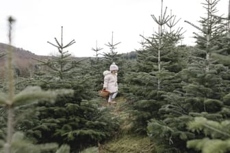 Ein Kind auf der Suche nach der perfekten Tanne: Doch sind Weihnachtsbäume zu Zeiten der Klimakreise noch die richtige Wahl?