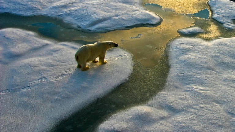 Eisbär auf einer Eisscholle: Klimaforscher warnen jetzt vor einem drastischen Szenario.
