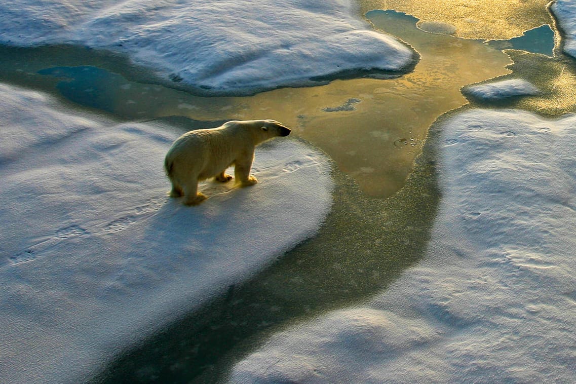 Eisbär auf einer Eisscholle: Klimaforscher warnen jetzt vor einem drastischen Szenario.