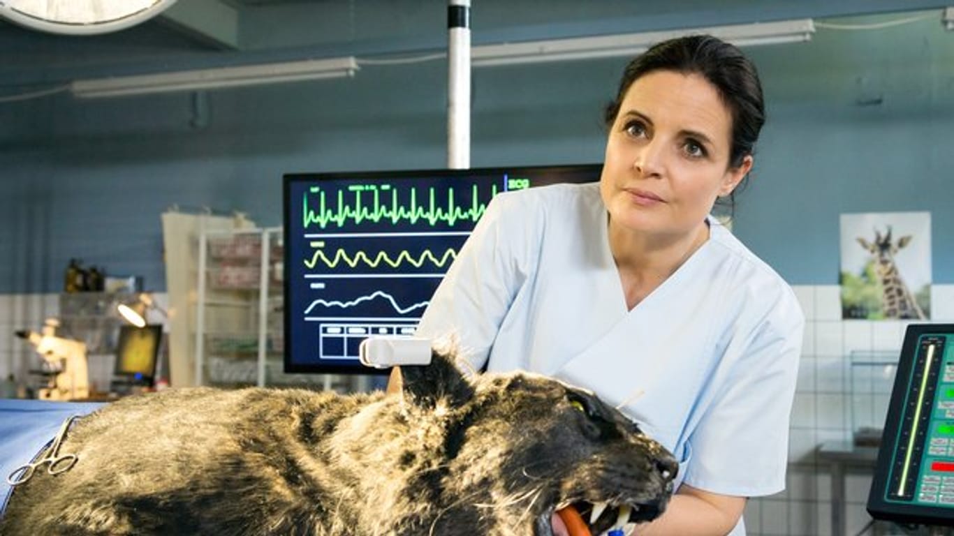 Kann Tierärztin Susanne Mertens (Elisabeth Lanz) den schwarzen Panther retten kann?.