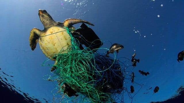 Tödliche Falle: Eine Meeresschildkröte hat sich in den Überresten eines Fischernetzes verfangen. Tödliche Falle: Eine Meeresschildkröte hat sich in den Überresten eines Fischernetzes verfangen.