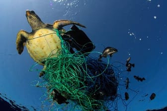 Tödliche Falle: Eine Meeresschildkröte hat sich in den Überresten eines Fischernetzes verfangen.