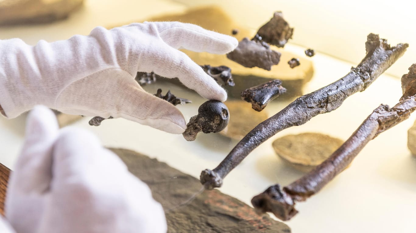 Knochen der Hand eines männlichen Primaten: Die versteinerten Fossilien der bislang unbekannten Primatenart wurden in einem Bachlauf der Tongrube "Hammerschmiede" im Unterallgäu entdeckt.