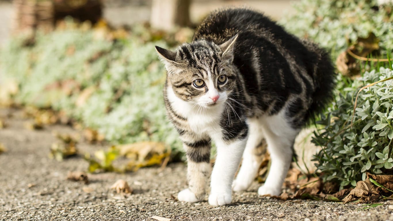 Eine Katze auf einem Weg (Symbolbild): Tierquälerei kann auch in Deutschland mit bis zu drei Jahren Freiheitsentzug bestraft werden.