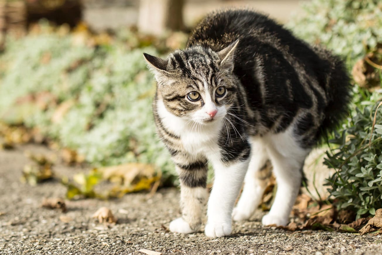 Eine Katze auf einem Weg (Symbolbild): Tierquälerei kann auch in Deutschland mit bis zu drei Jahren Freiheitsentzug bestraft werden.