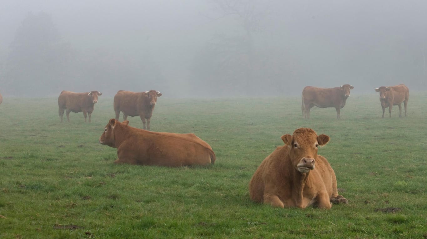 Rinder im Nebel auf einer Weide: 43 Rinder hatten ihre heimische Weide verlassen, sieben von ihnen wurden auf den Zuggleisen getötet. (Symbolbild)