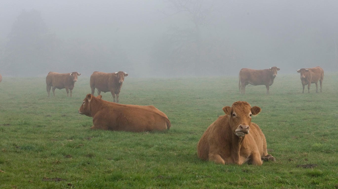 Rinder im Nebel auf einer Weide: 43 Rinder hatten ihre heimische Weide verlassen, sieben von ihnen wurden auf den Zuggleisen getötet. (Symbolbild)