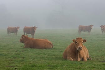 Rinder im Nebel auf einer Weide: 43 Rinder hatten ihre heimische Weide verlassen, sieben von ihnen wurden auf den Zuggleisen getötet. (Symbolbild)