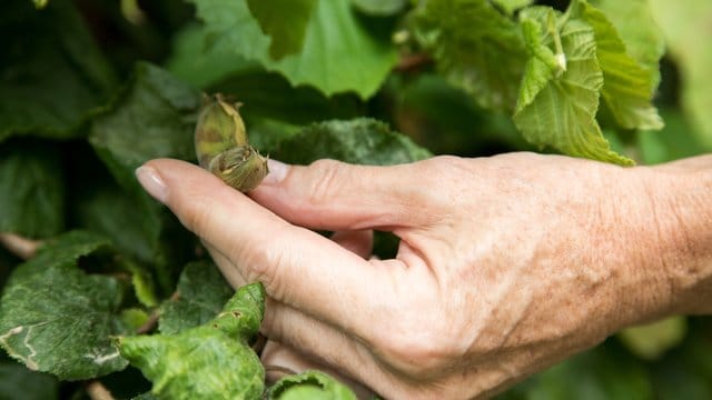 Doppelt hält besser: Der Haselnuss-Strauch benötigt einen Partner in der näheren Umgebung zur Befruchtung seiner Blüten.