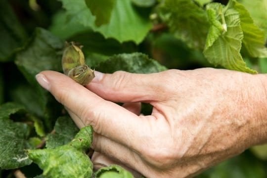 Doppelt hält besser: Der Haselnuss-Strauch benötigt einen Partner in der näheren Umgebung zur Befruchtung seiner Blüten.