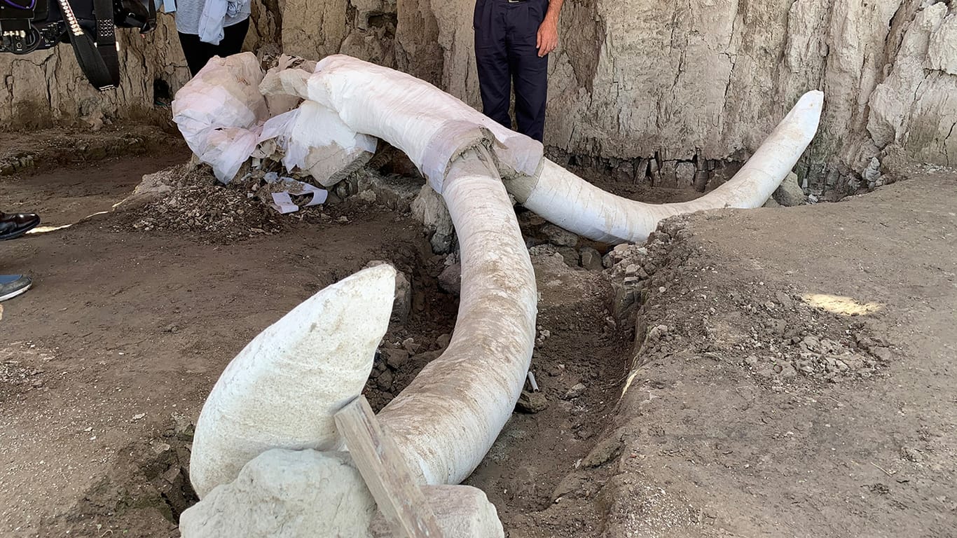 Der ausgegrabene Schädel eines Mammuts: In Mexiko ist eine alte Fallgrube entdeckt worden.