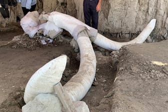 Der ausgegrabene Schädel eines Mammuts: In Mexiko ist eine alte Fallgrube entdeckt worden.