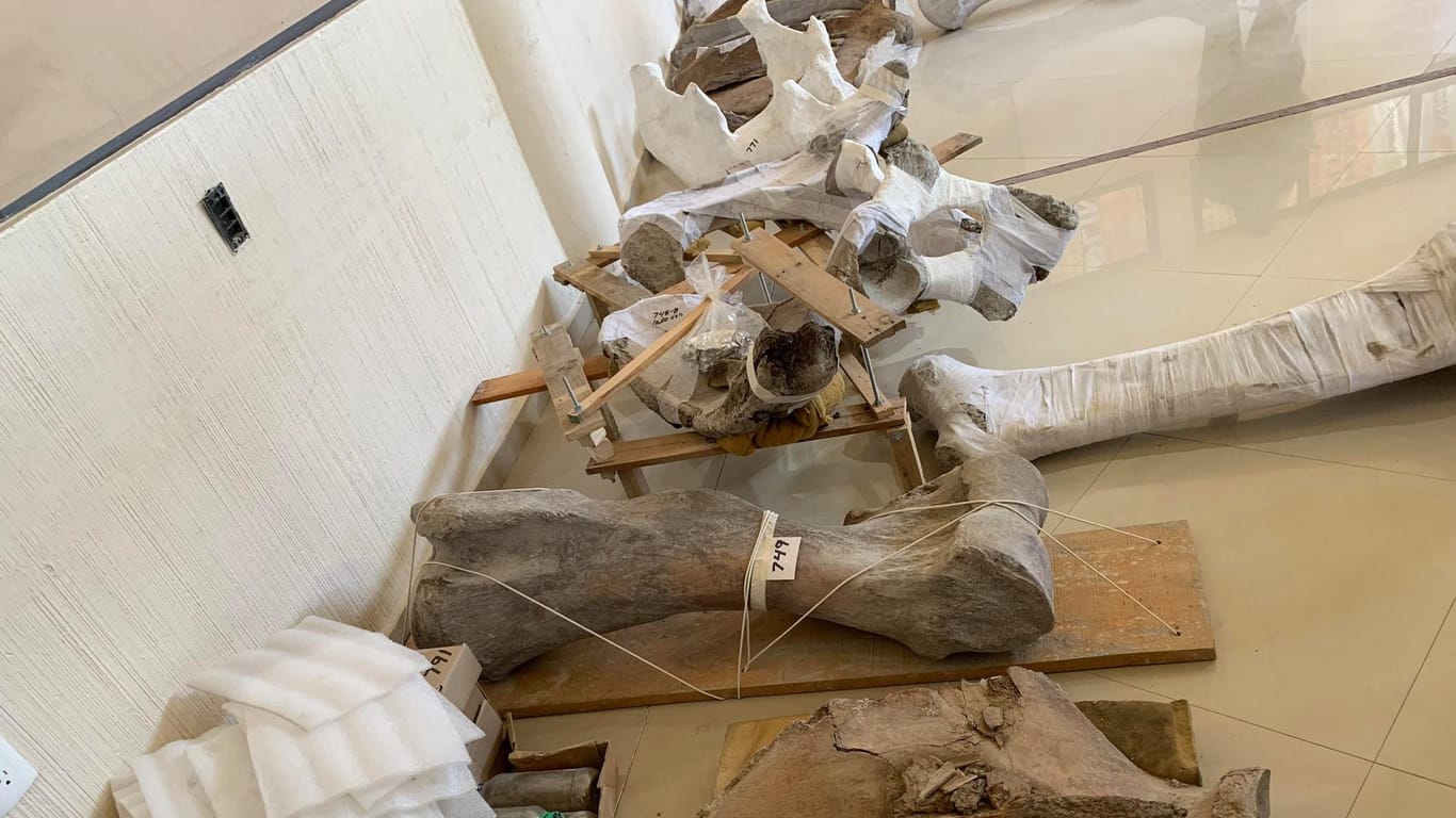 Mexiko,Tultepec: Überreste von Mammuts aus der Ausgrabung liegen auf dem Boden. Rund 800 Knochen von mindestens 14 Tieren wurden geborgen.