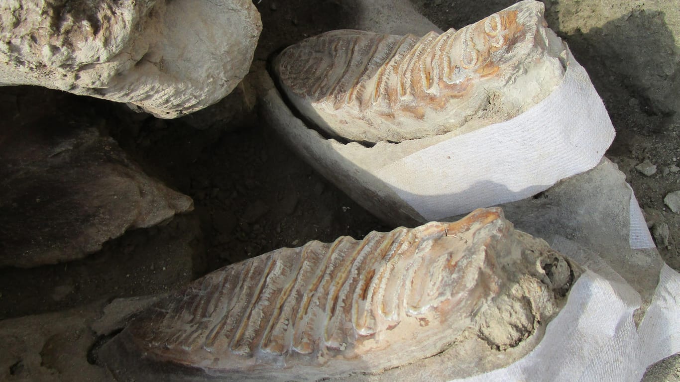 Ausgrabung in Mexiko: Acht fossile Schädel von Mammuts wurden bei der Ausgrabung entdeckt.