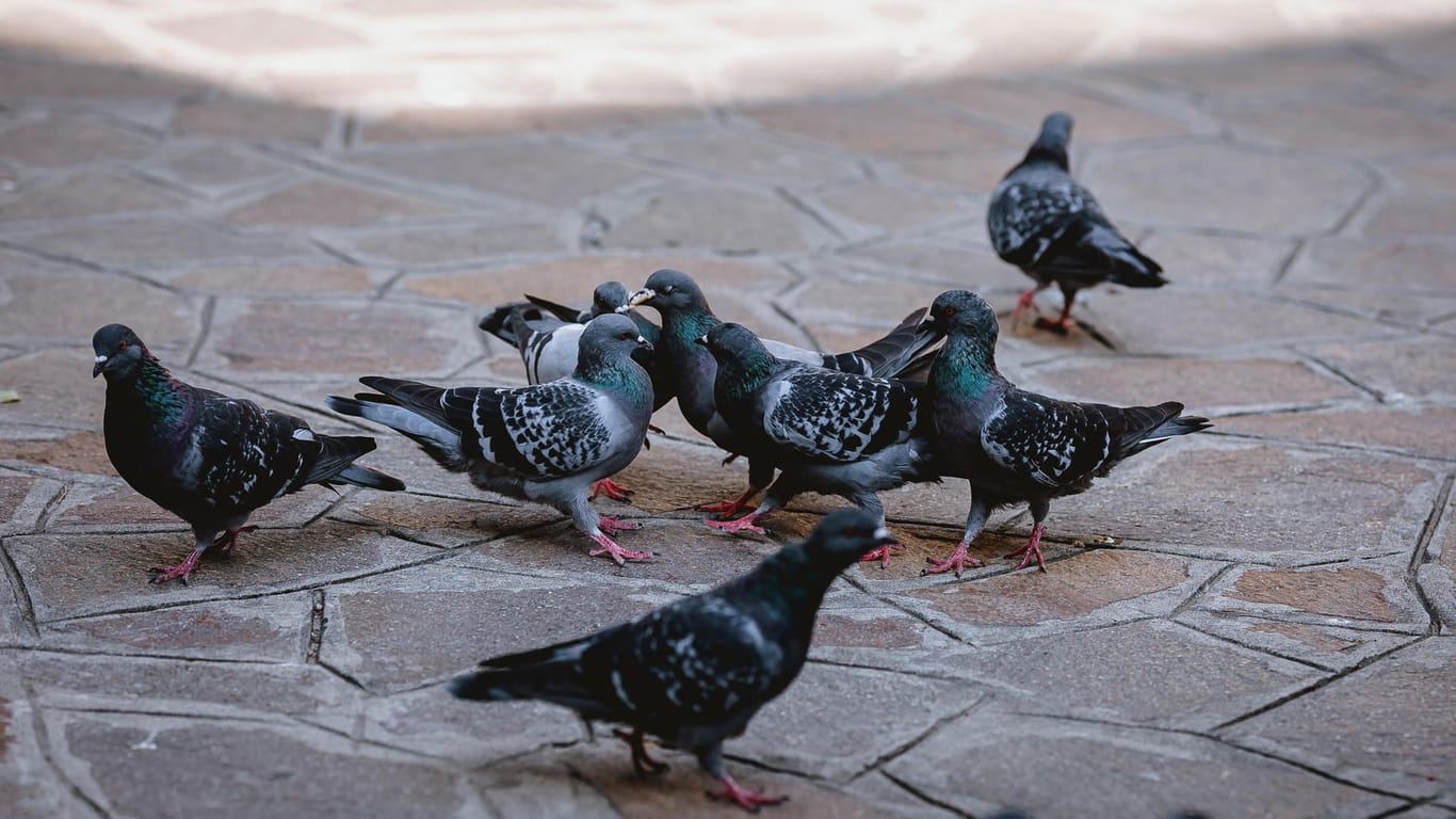 Tauben auf einem Platz: Ein Verein aus Karlsruhe kümmert sich um die Tiere in der Stadt.