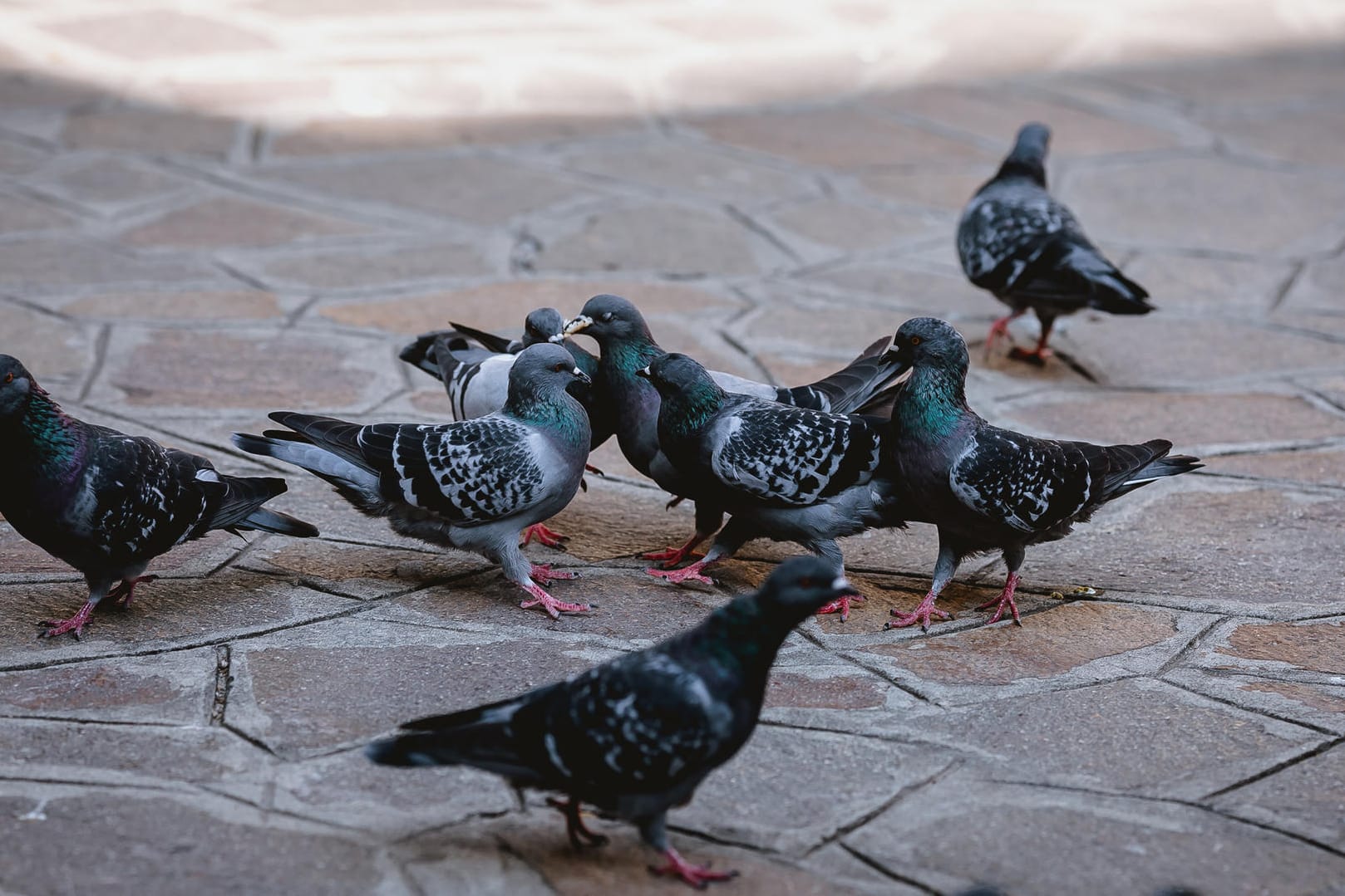 Tauben auf einem Platz: Ein Verein aus Karlsruhe kümmert sich um die Tiere in der Stadt.