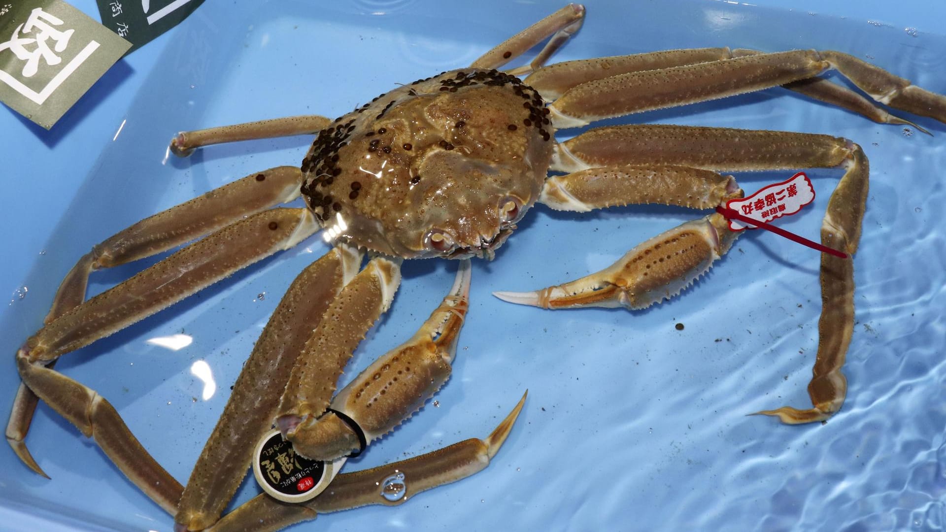 Die wertvolle Schneekrabbe liegt in einem Becken mit Wasser: Das Krustentier wurde von einem Fischgroßhändler in der Stadt Tottori ersteigert und soll nun an ein Restaurant in der Hauptstadt Tokio weiterverkauft werden.