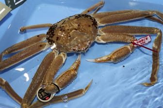 Die wertvolle Schneekrabbe liegt in einem Becken mit Wasser: Das Krustentier wurde von einem Fischgroßhändler in der Stadt Tottori ersteigert und soll nun an ein Restaurant in der Hauptstadt Tokio weiterverkauft werden.