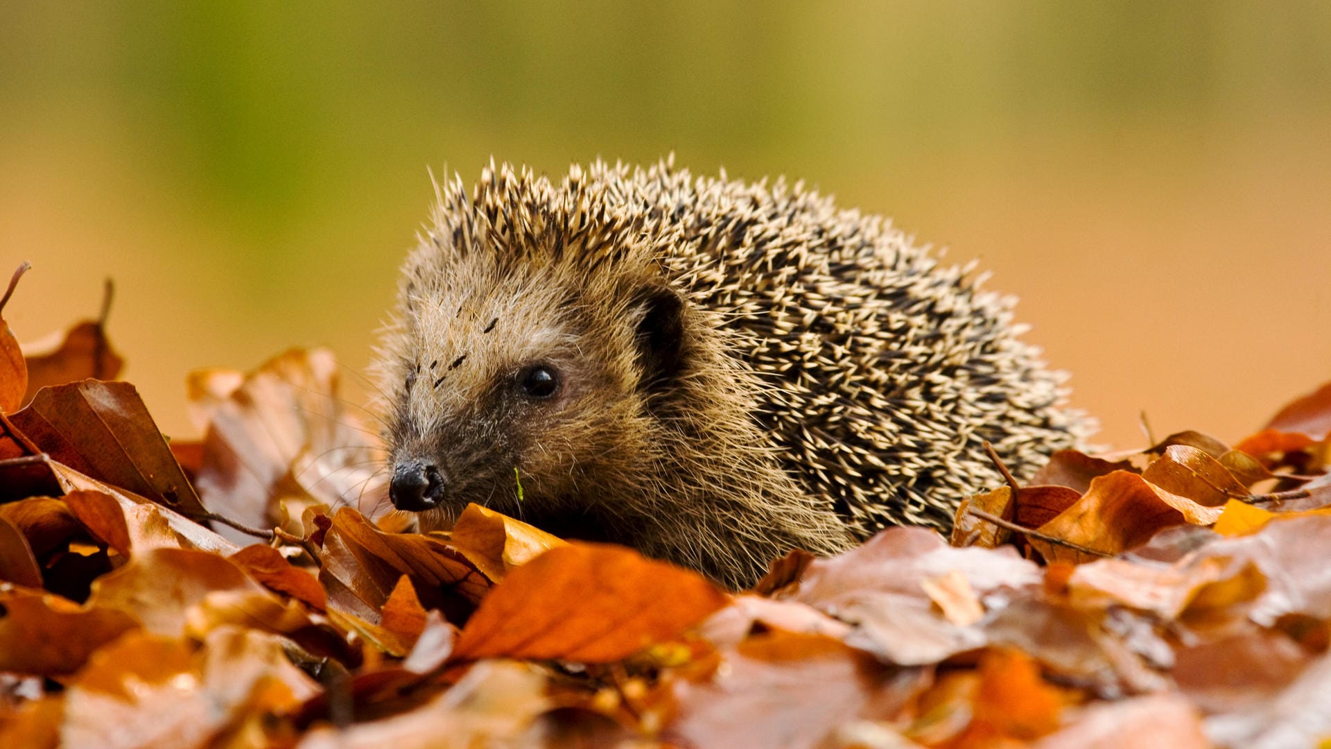 Ein Igel im Laub: Stachel des verletzten Tieres wurde im Reifen eines geparkten Autos gefunden.