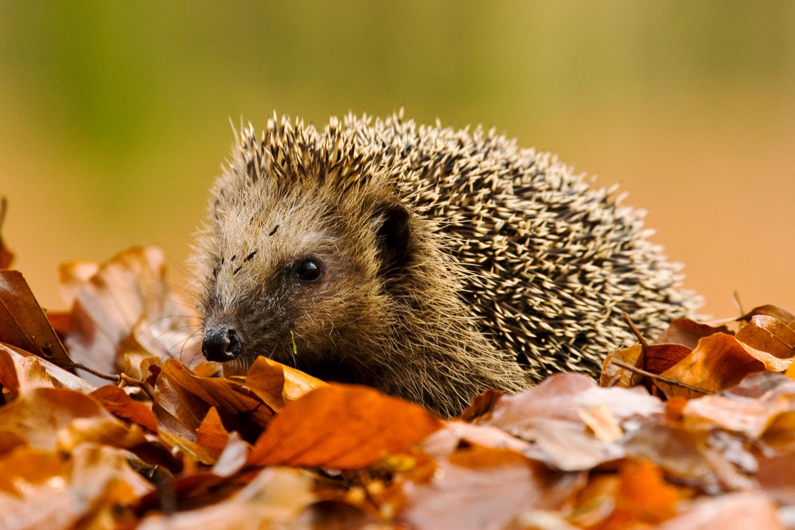 Ein Igel im Laub: Stachel des verletzten Tieres wurde im Reifen eines geparkten Autos gefunden.