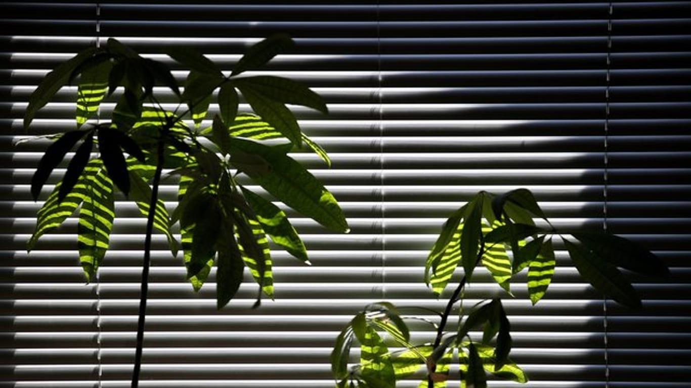 Die Wissenschaft hat festgestellt: "Pflanzen sind großartig, aber sie reinigen die Raumluft nicht schnell genug, um einen Effekt auf die Luftqualität ihres Zuhauses oder ihres Büros zu haben.