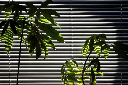 Zwei Pflanzen stehen im Halbschatten einer Jalousie in der Mittagssonne.