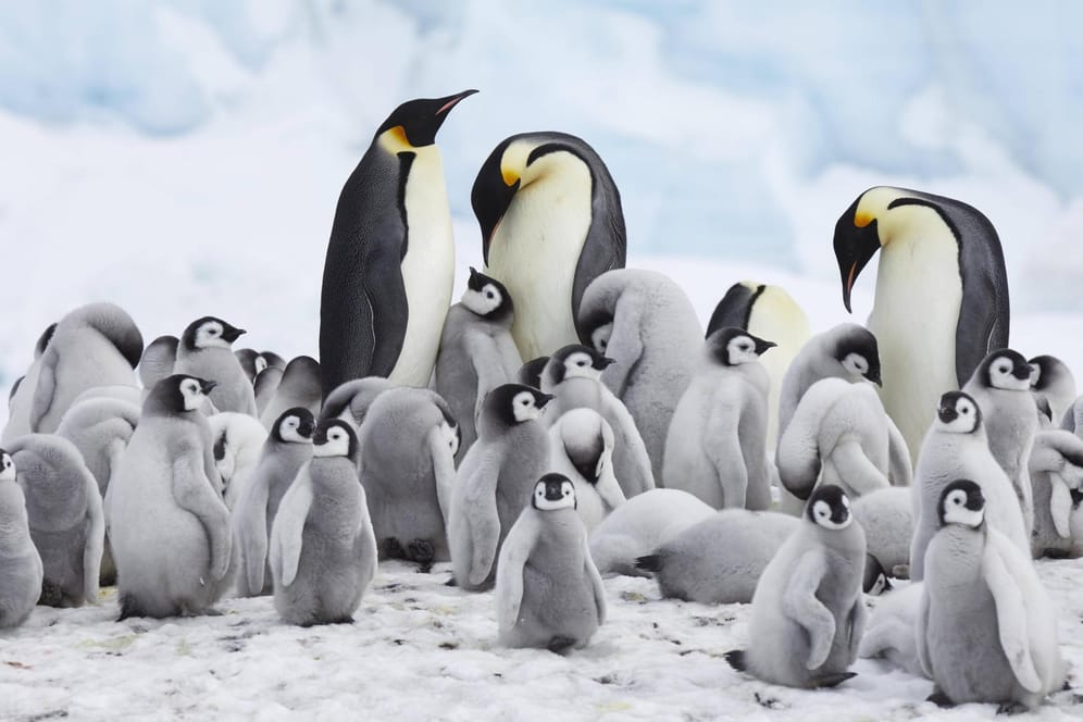 Kaiserpinguine in der Antarktis: Schreitet die Erderwärmung weiterhin voran, könnte es sie Ende des Jahrhunderts nicht mehr geben.