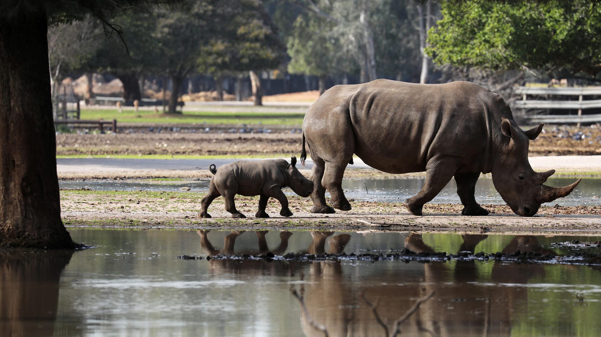 Eine Nashorn-Mutter mit ihrem Kalb: Um die Tierart vorm Aussterben zu retten, hat sich ein Schwede eine sonderbare Aktion überlegt.