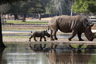 Eine Nashorn-Mutter mit ihrem Kalb: Um die Tierart vorm Aussterben zu retten, hat sich ein Schwede eine sonderbare Aktion überlegt.