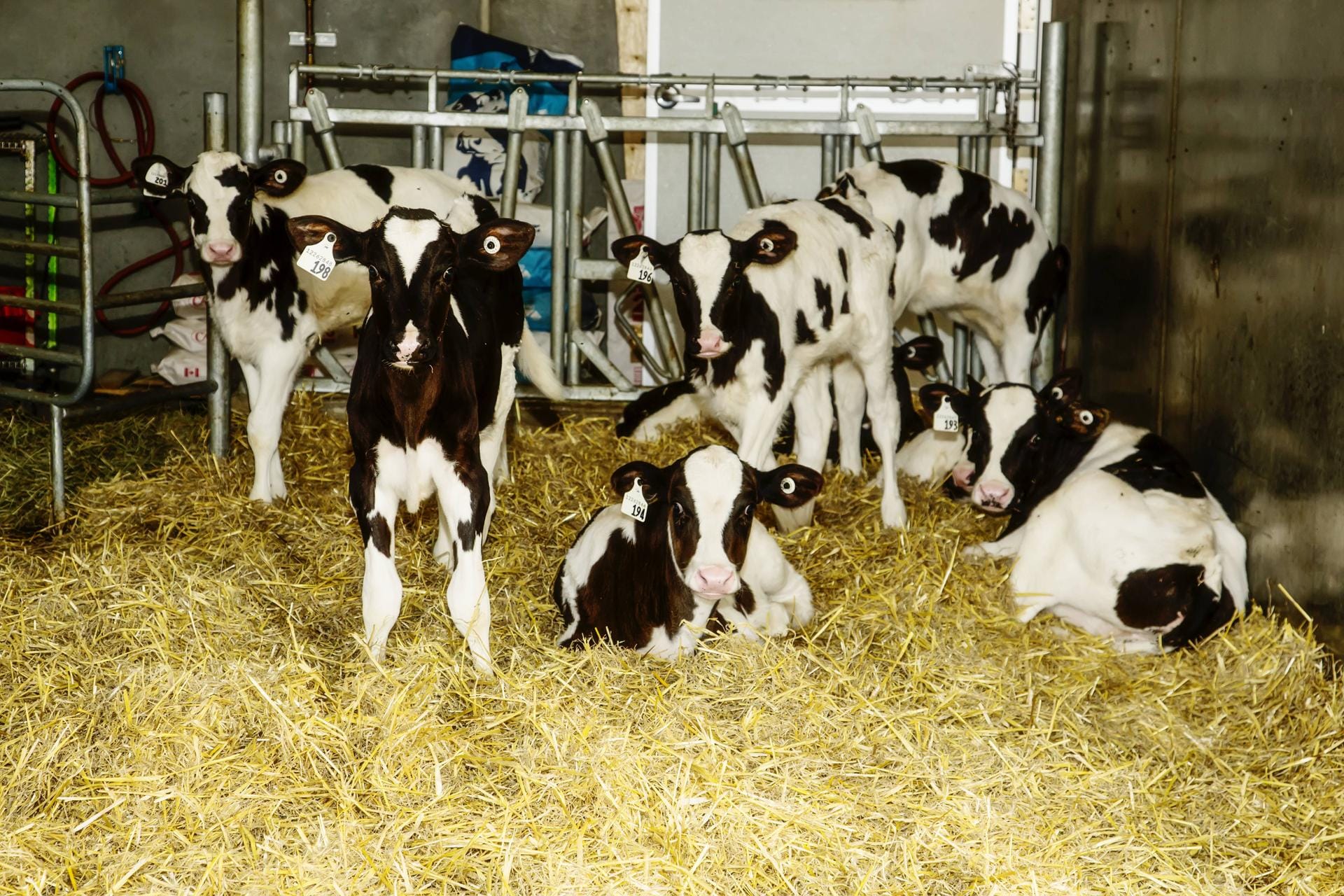 Holstein-Kälber im Stall: Bei der Rasse der Holsteiner wurde ein neuer Gendefekt entdeckt.