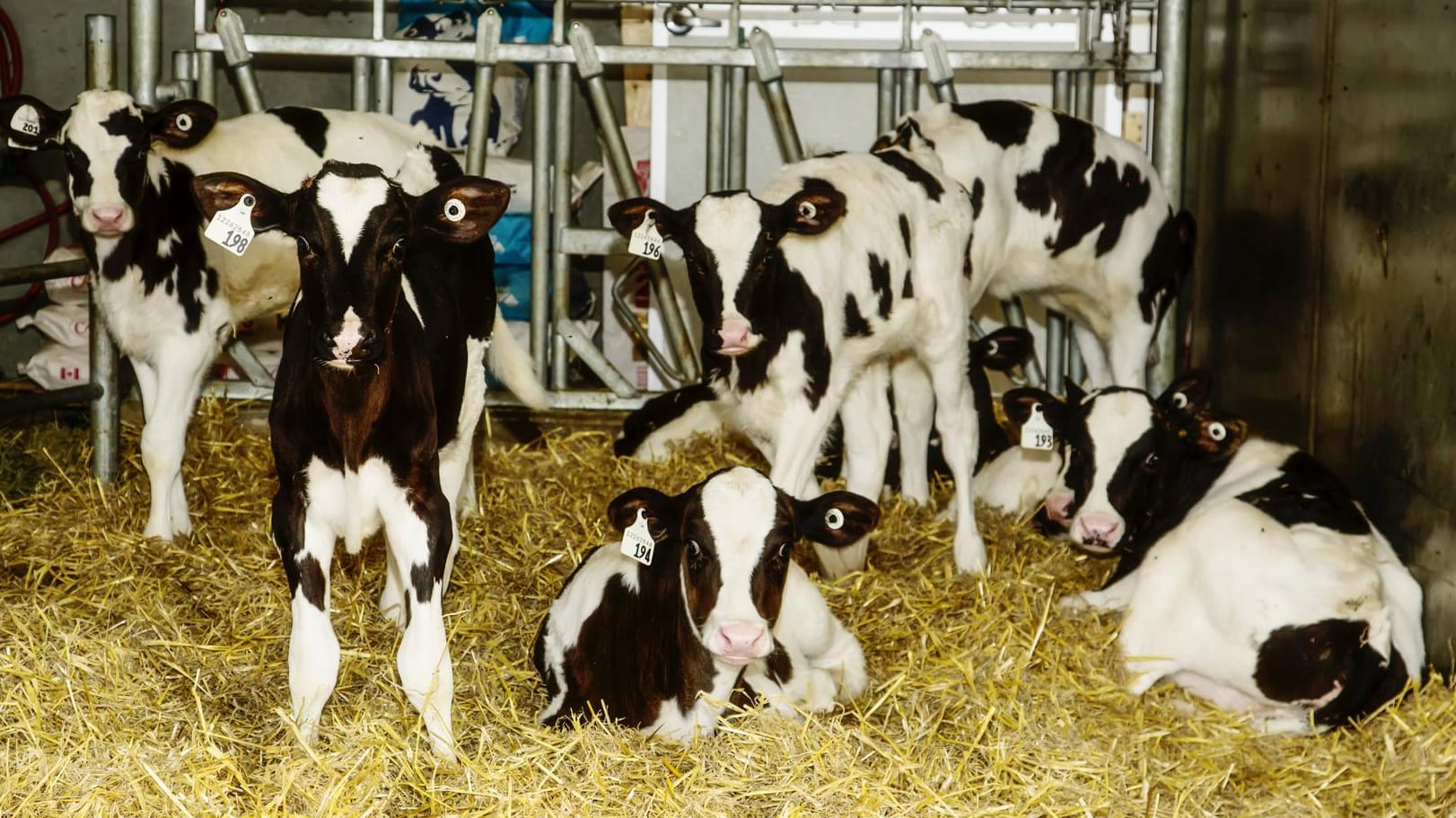 Holstein-Kälber im Stall: Bei der Rasse der Holsteiner wurde ein neuer Gendefekt entdeckt.