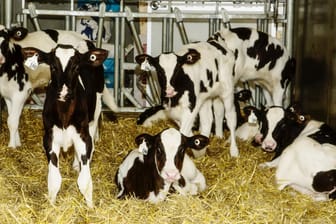 Holstein-Kälber im Stall: Bei der Rasse der Holsteiner wurde ein neuer Gendefekt entdeckt.