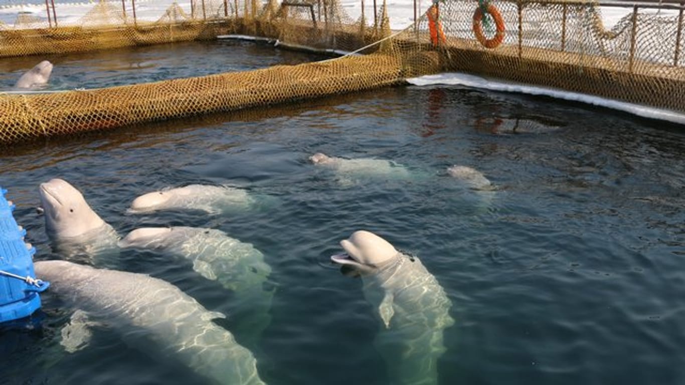 Nach mehr als einem Jahr in Gefangenschaft sind die letzten der knapp 100 Wale im Osten Russlands wieder frei.
