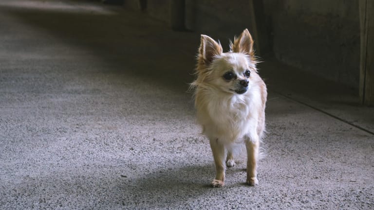 Ein Chihuahua (Symbolbild): Auch das missmandelte Tier in Gera gehört zu der kleinen mexikanischen Hunderasse.