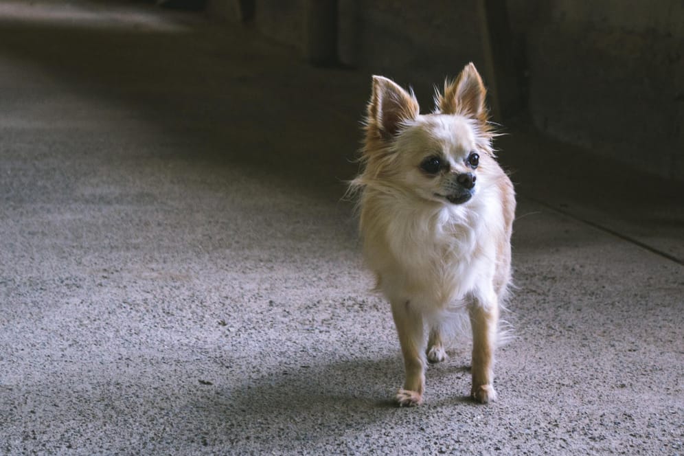 Ein Chihuahua (Symbolbild): Auch das missmandelte Tier in Gera gehört zu der kleinen mexikanischen Hunderasse.
