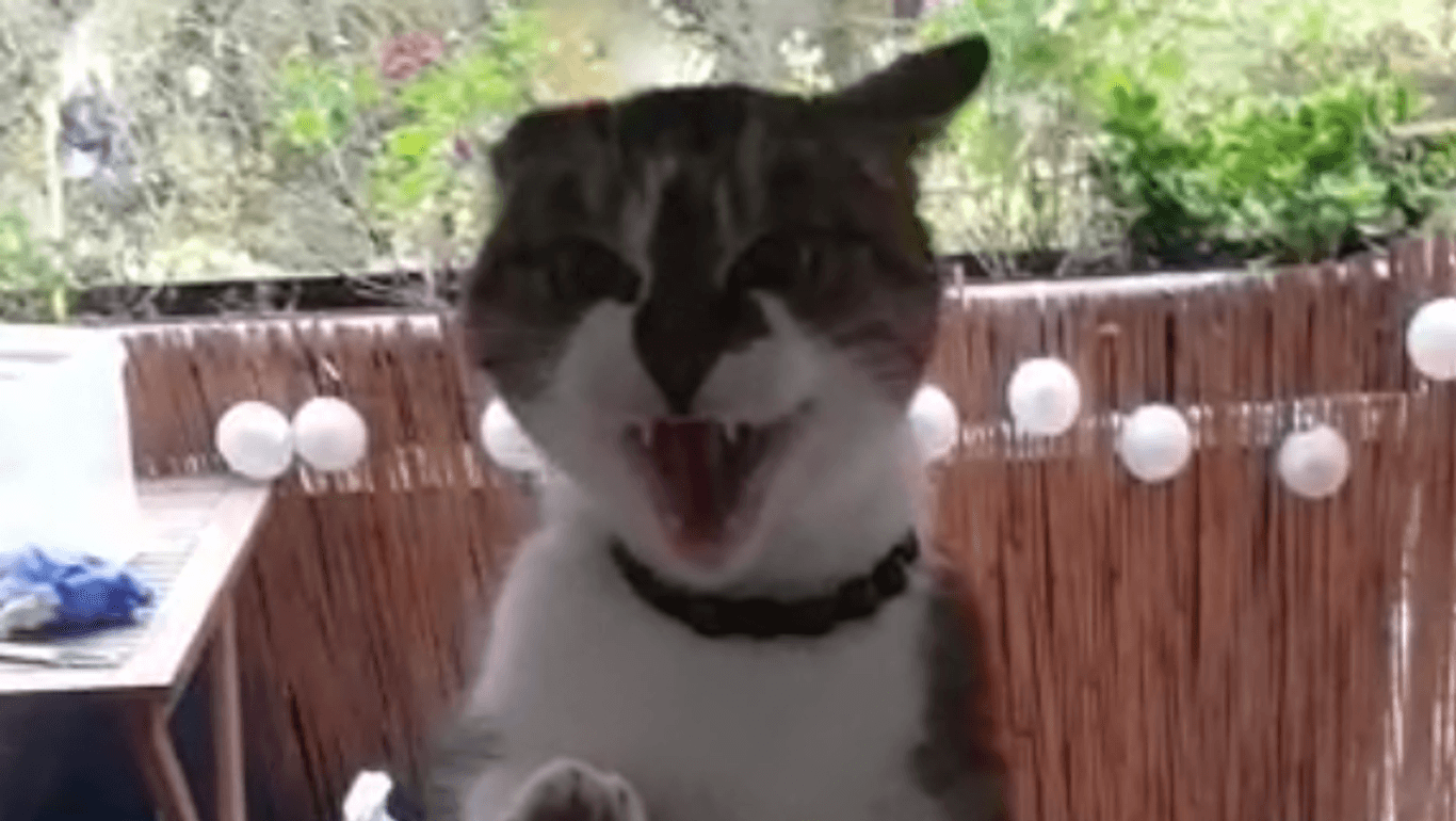 Aggressive Katze Milka: Bei ihren Besitzern hat sie sich nicht mehr wohlgefühlt.