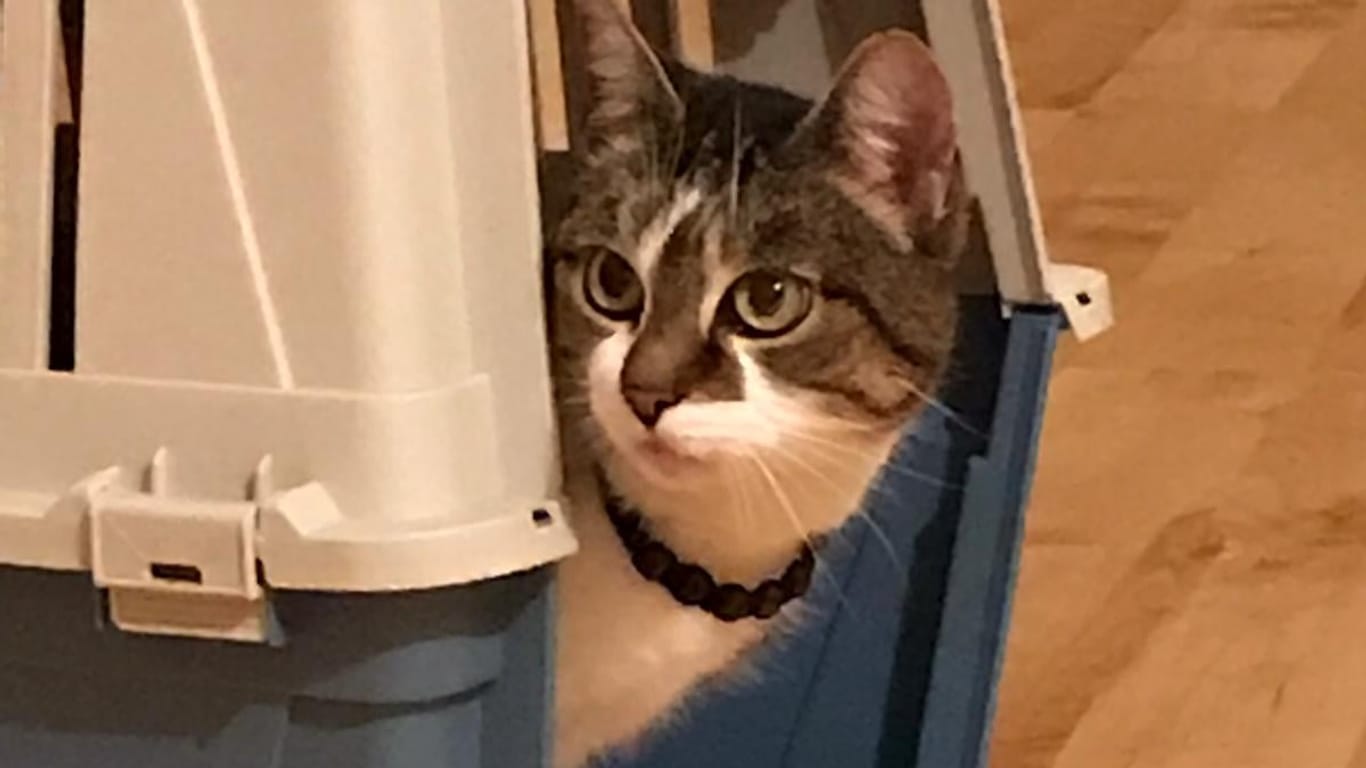 Milka in ihrem neuen Zuhause: Die zwölfjährige Katzendame sieht sichtlich entspannt aus.