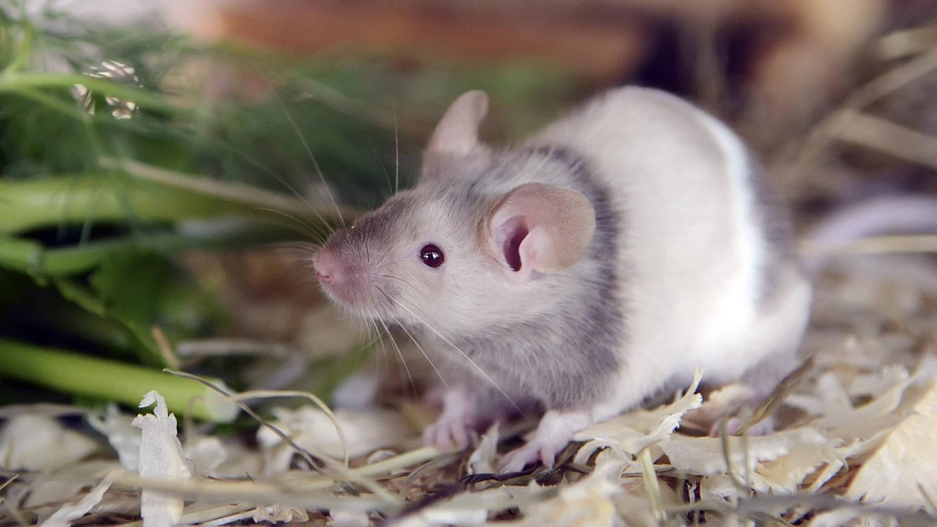 Eine Maus krabbelt auf dem Boden: In München kam es zur Mäuseplage in einem Traditionslokal.