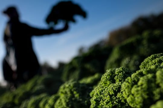 Ernte der Grünkohl-Pflanzen hat begonnen.