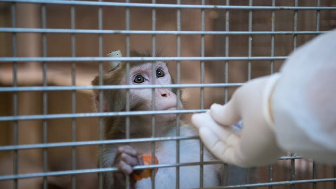Ein Affe hinter Gittern: Das umstrittene Tierversuchslabor bei Hamburg hat Affen zurückgegeben.