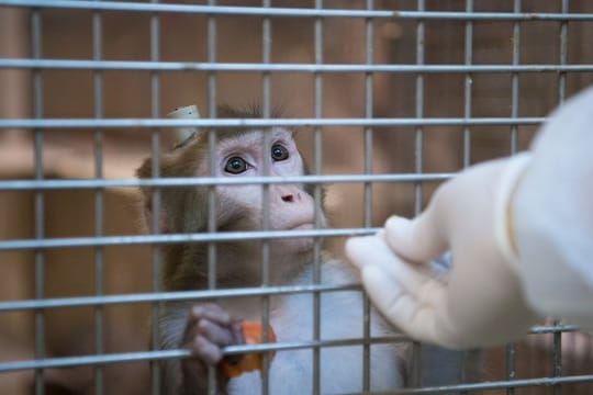 Ein Affe hinter Gittern: Das umstrittene Tierversuchslabor bei Hamburg hat Affen zurückgegeben.