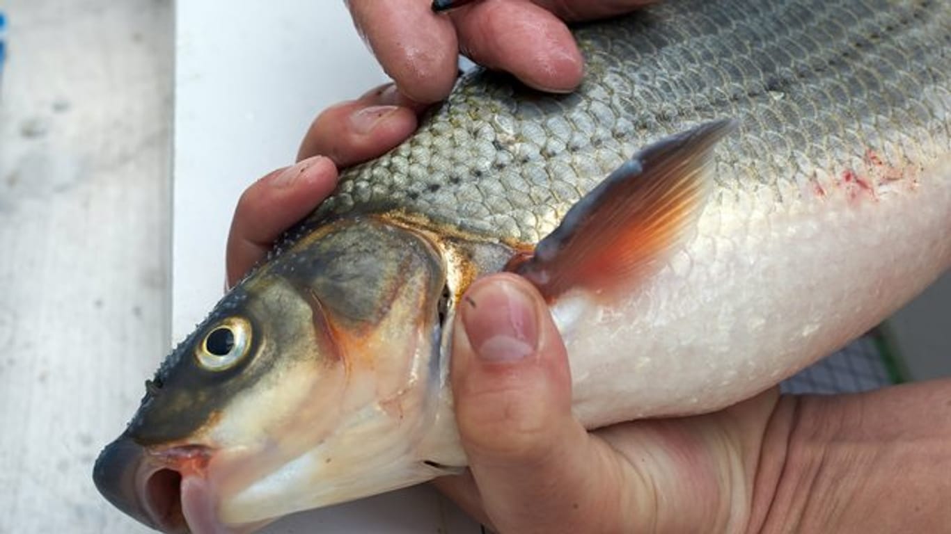 Fischer hält die Fischart Nase in der Hand: Mit einem eingesetzten Transponder lassen sich die Bewegungsmuster von Fischen überwachen. (Symbolbild)