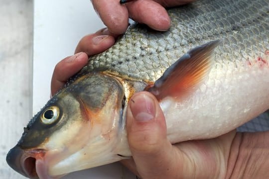 Fischer hält die Fischart Nase in der Hand: Mit einem eingesetzten Transponder lassen sich die Bewegungsmuster von Fischen überwachen. (Symbolbild)