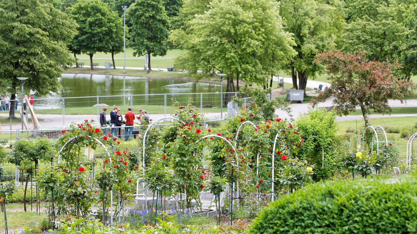 Der Rosengarten in München: Er ist einer der Parks, der sich in der Nähe des Botanischen Gartens befindet.