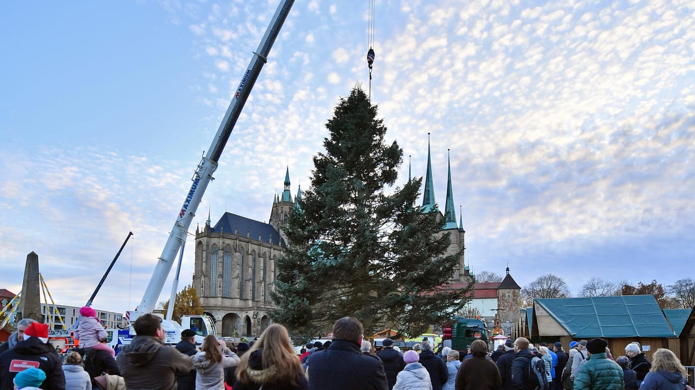 Der neue Weihnachtsbaum steht: Für den 169. Erfurter Weihnachtsmarkt wurde die Weißtanne auf dem Domplatz aufgestellt.