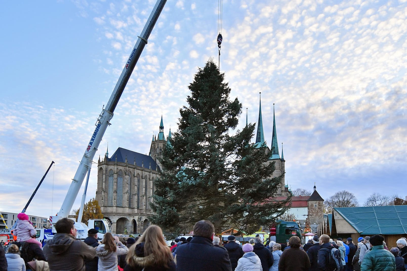 Der neue Weihnachtsbaum steht: Für den 169. Erfurter Weihnachtsmarkt wurde die Weißtanne auf dem Domplatz aufgestellt.