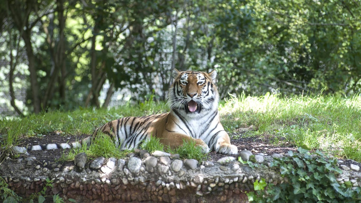 Ein sibirischer Tiger im Tierpark Hellabrunn: Von einem Besuch hat die ganze Familie etwas.