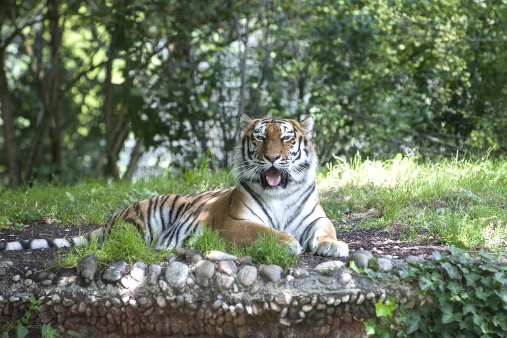 Ein sibirischer Tiger im Tierpark Hellabrunn: Von einem Besuch hat die ganze Familie etwas.