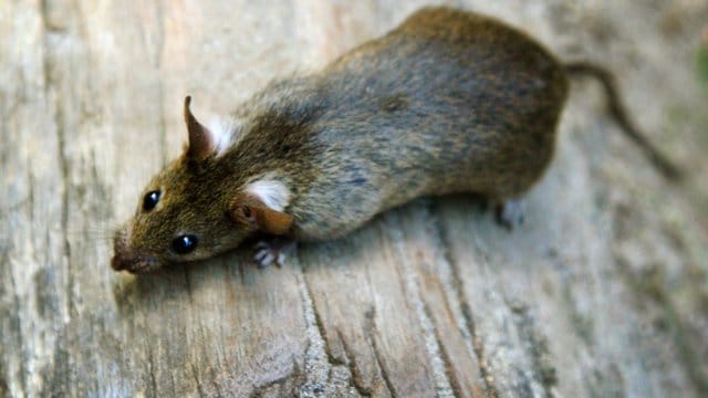 Das Symbolbild zeigt eine Ratte in einer Parkanlage.